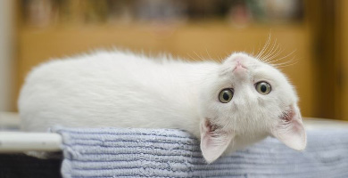 nombre gato blanco bonito