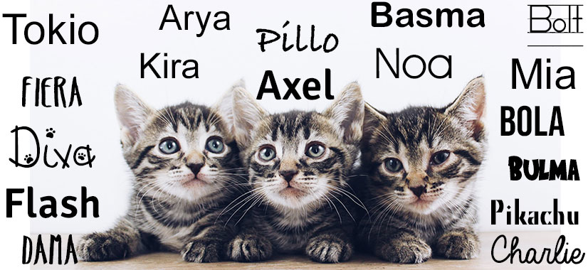 Nombres para Gatos
