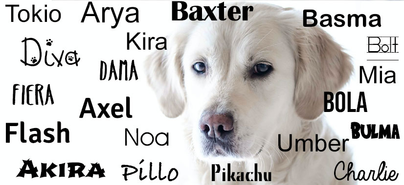 Nombres para perros labradores