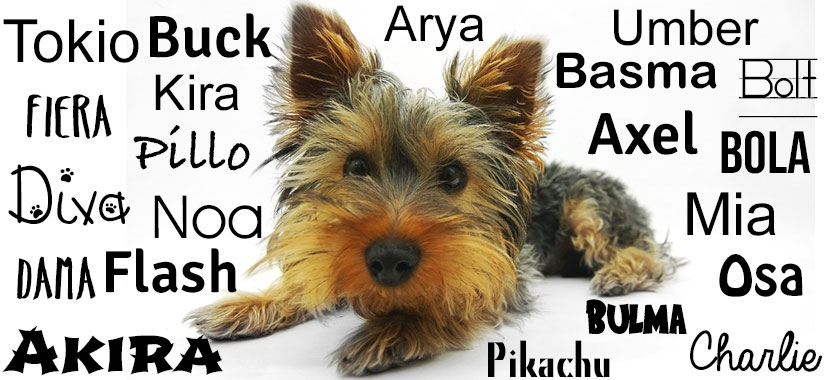 Nombres para perros Yorkshire