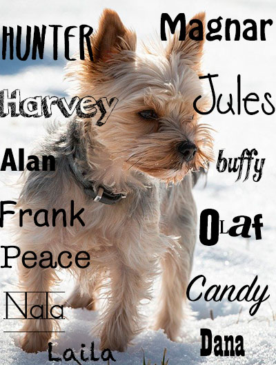 Nombres ingleses para perros Yorkshire