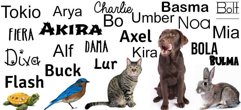 nombres para mascotas