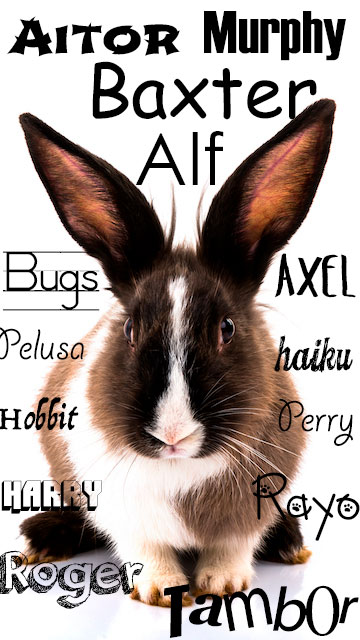 Nombres para conejos machos tiernos