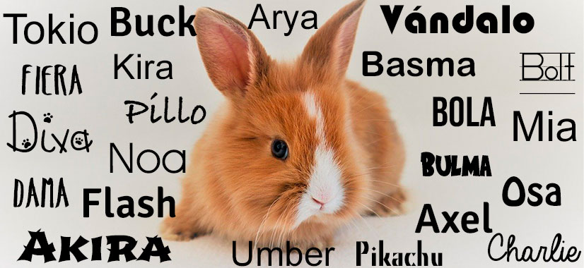 Nombres para Conejos