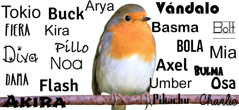 nombres para pájaros