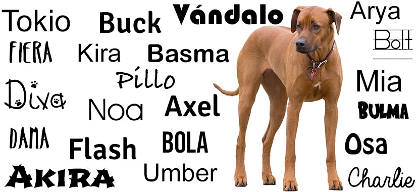 Nombres para perros grandes