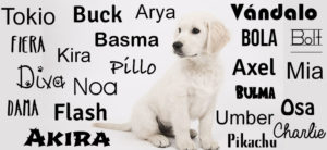 Nombres para perros pequeños
