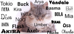Nombres para gatos Grises
