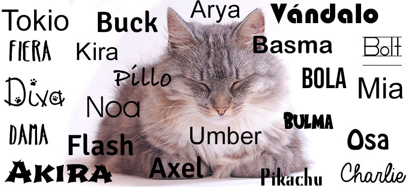 Nombres para gatos Grises
