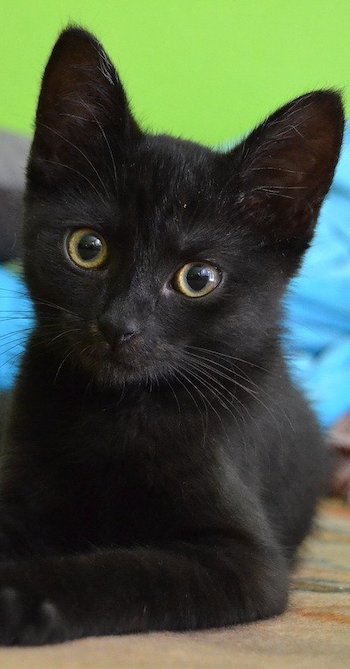 nombre gato negro hembra