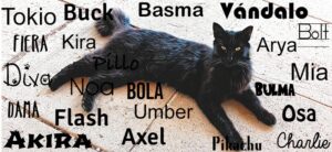 Nombres para gatos negros