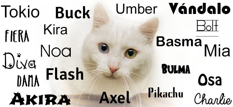 Nombres para un gato blanco