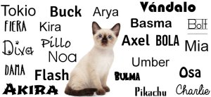 nombre para gato siames