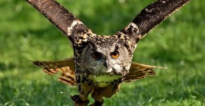 nombres para buhos nombres para buhos