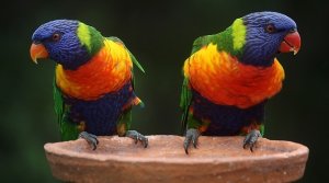 nombres para loros femeninos nombres para loros graciosos