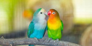 nombres para agapòrnis unisex nombres para agapornis hembras