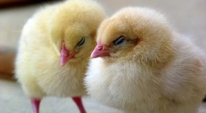 nombre para un pollito nombres para pollitos