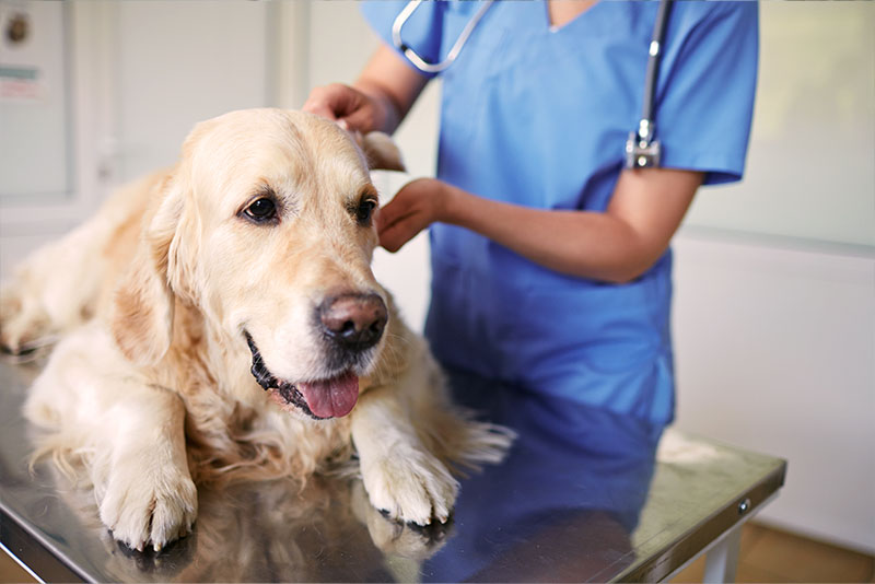 omeprazol dosis perros