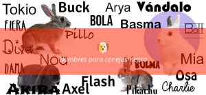 nombre para conejo negro