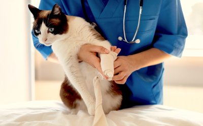 Artrosis en gatos: síntomas y tratamiento