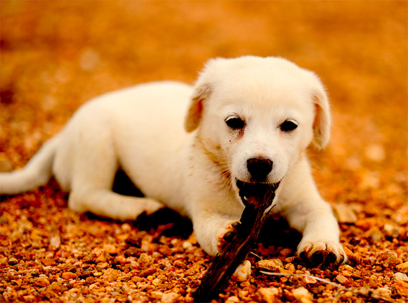 Dientes de leche en perros: Todo sobre su dentición