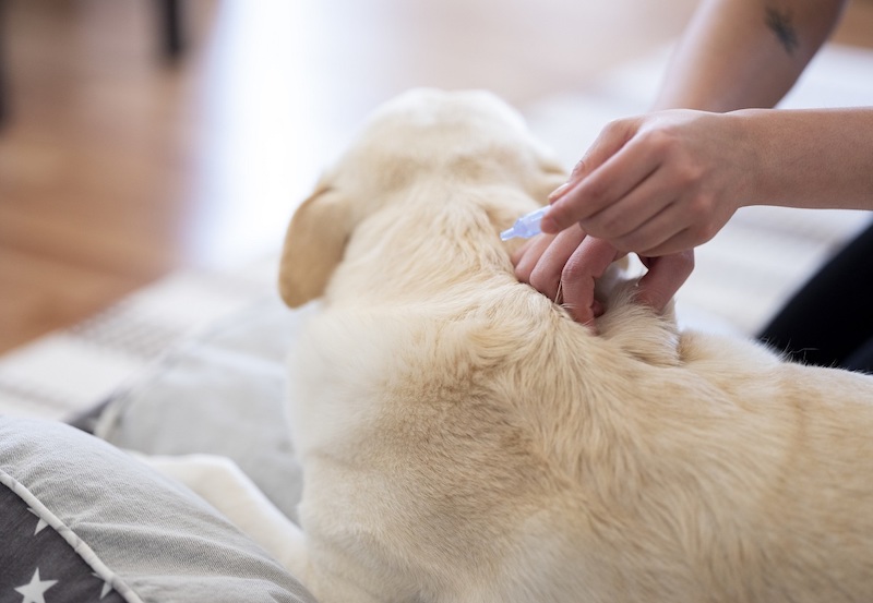 ¿Qué son las pipetas para perros?