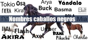 Nombres para caballos negros